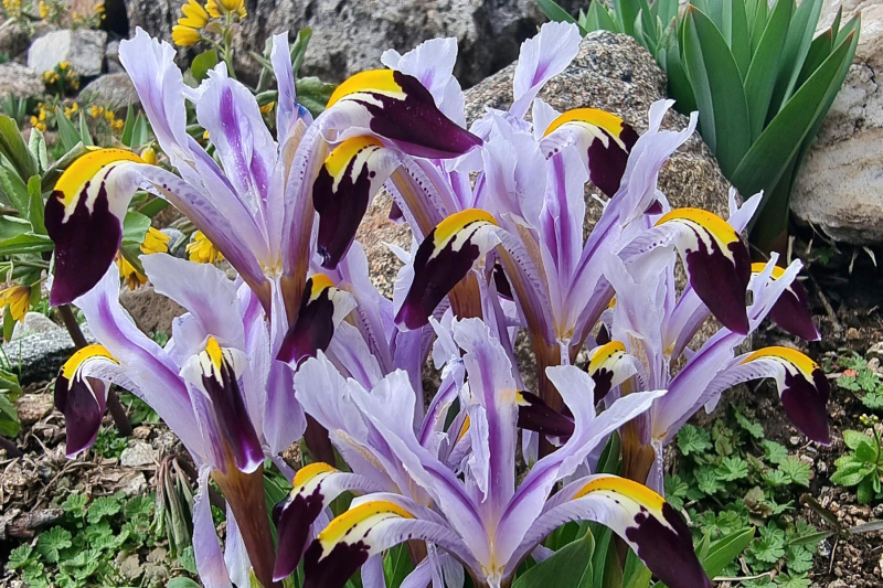 Iris-warleyensis