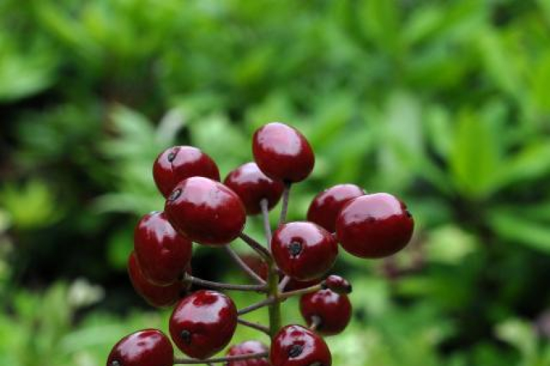 Actaea rubra