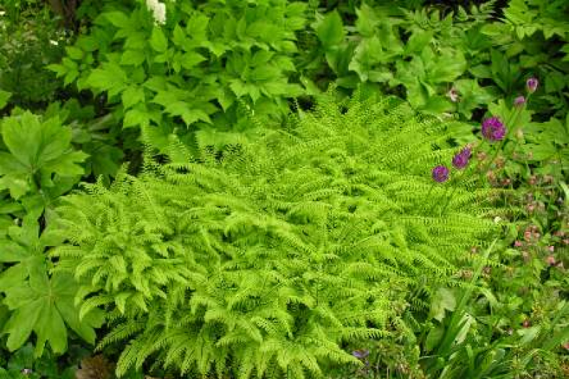 Adiantum aleuticum, photo by Todd Boland
