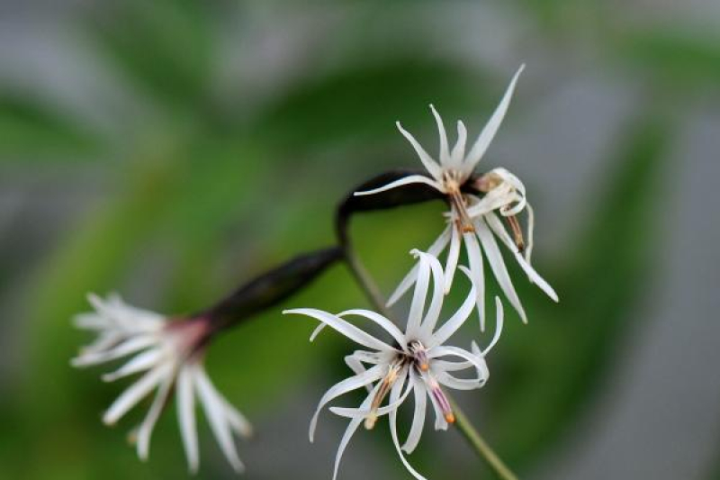 Ainsliaea acerifolia