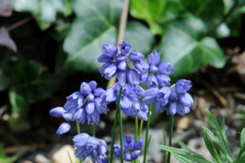 Allium sikkimense; photo by Todd Boland