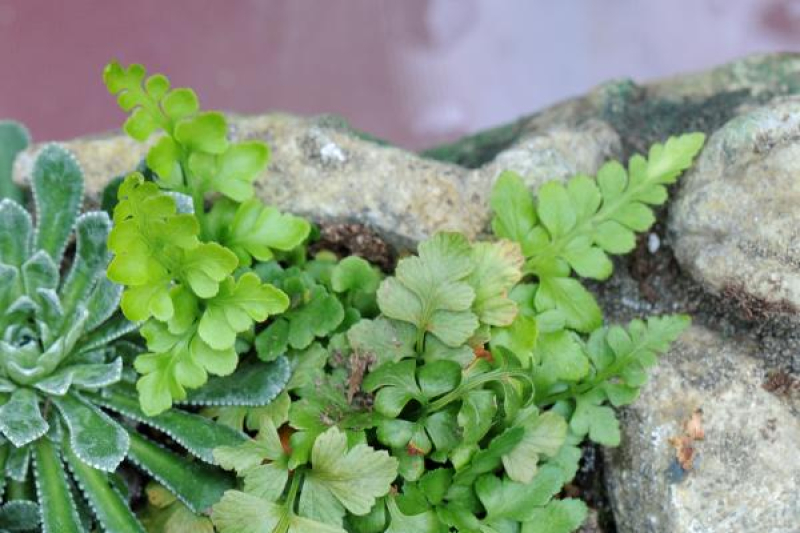Asplenium adiantum-nigrum