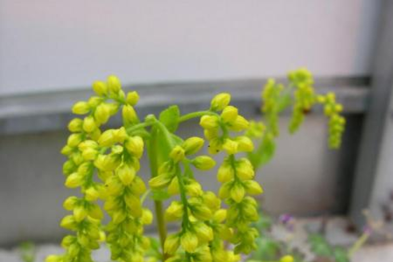 Chiastophyllum oppositifolium