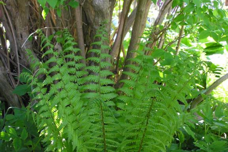 Dryopteris lacera