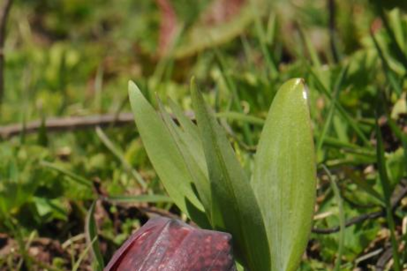 Fritillaria latifolia, in the wilds of the Greater Caucasus