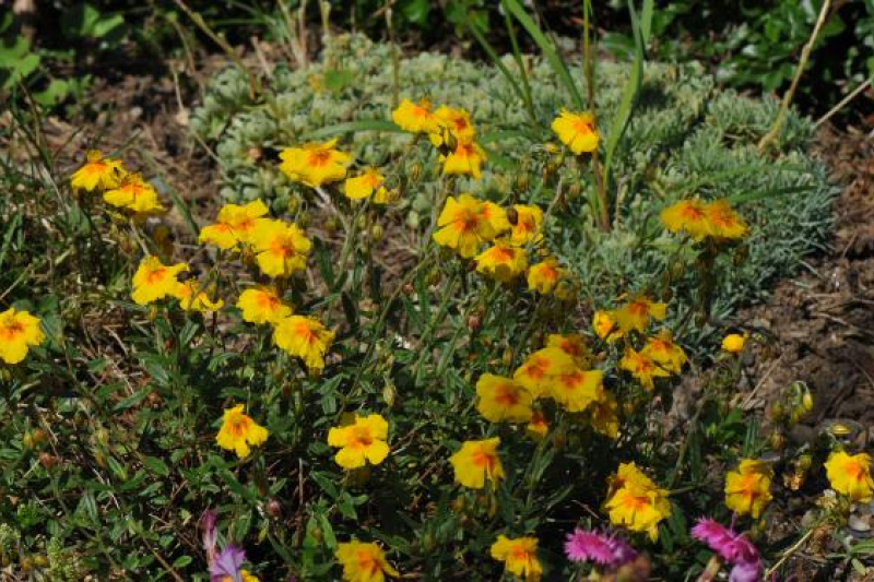 Helianthemum 'Ben Fhada'