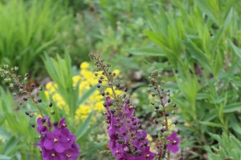 Verbascum atroviolaceum, a dwarf species; Calgary, AB.