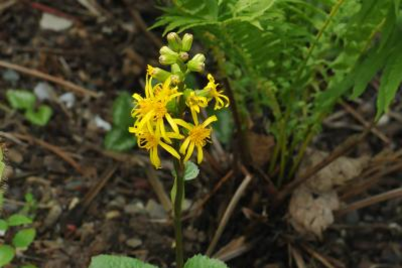 Ligularia subsagittata