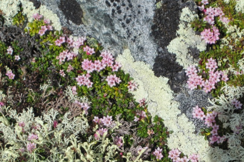 Loiseleuria procumbens