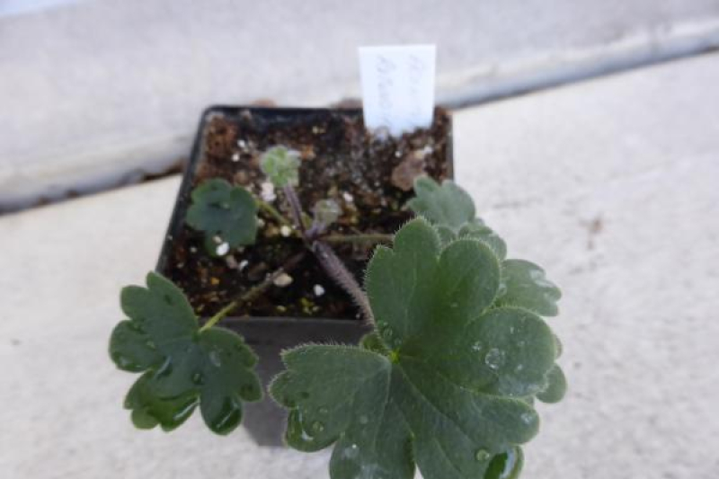 Aconitum rotundifolium seedling.
