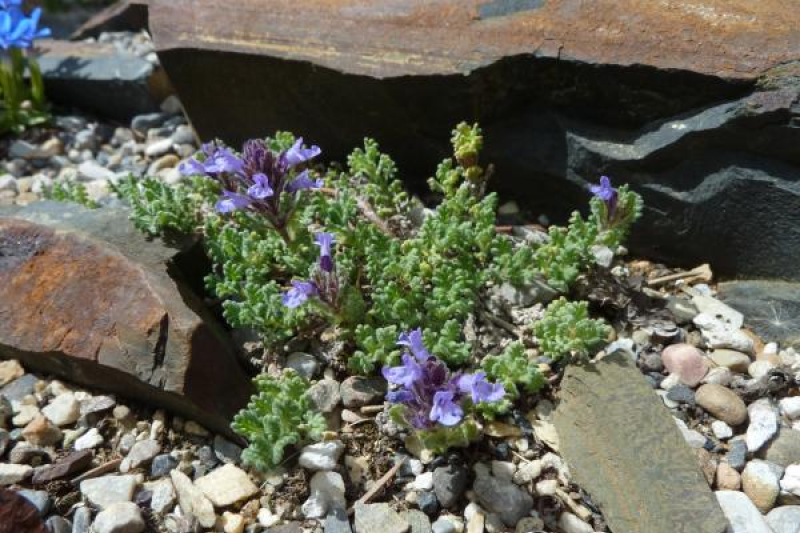 Dracocephalum paulsenii