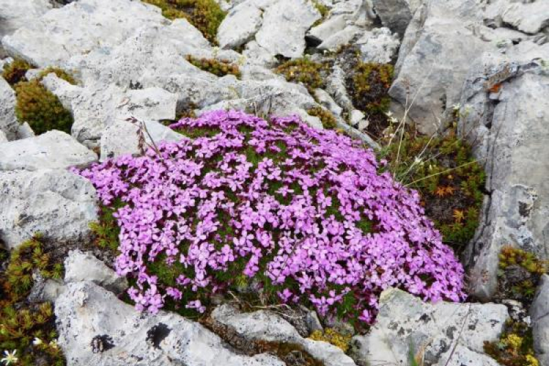In the wild, Alberta Rockies.