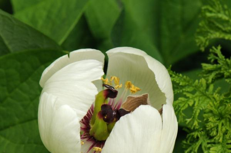 Paeonia japonica