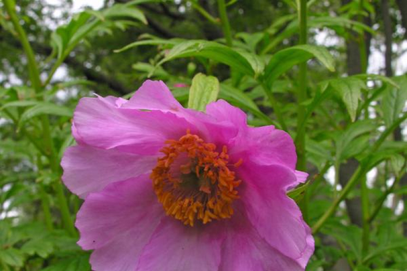 Paeonia veitchii