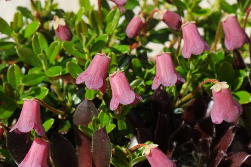 Rhododendron campylogynum