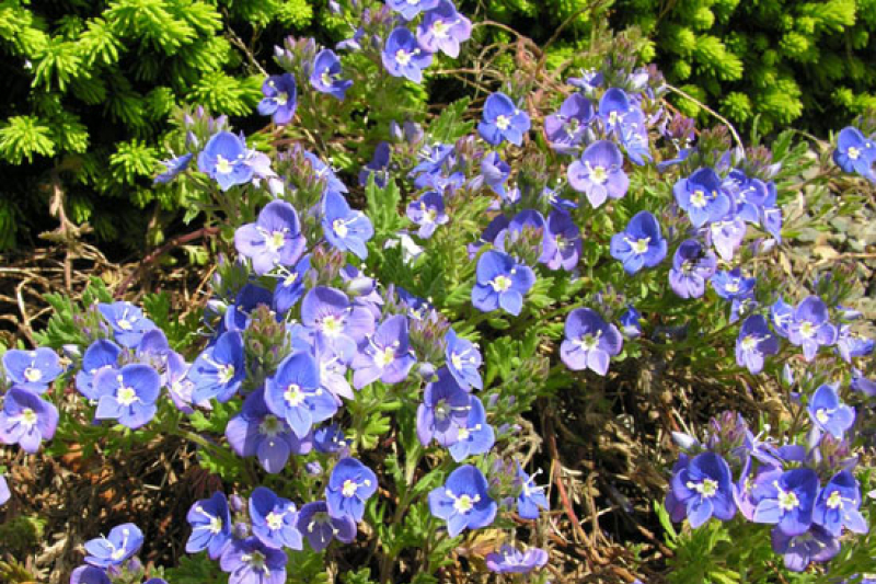 Veronica pectinata