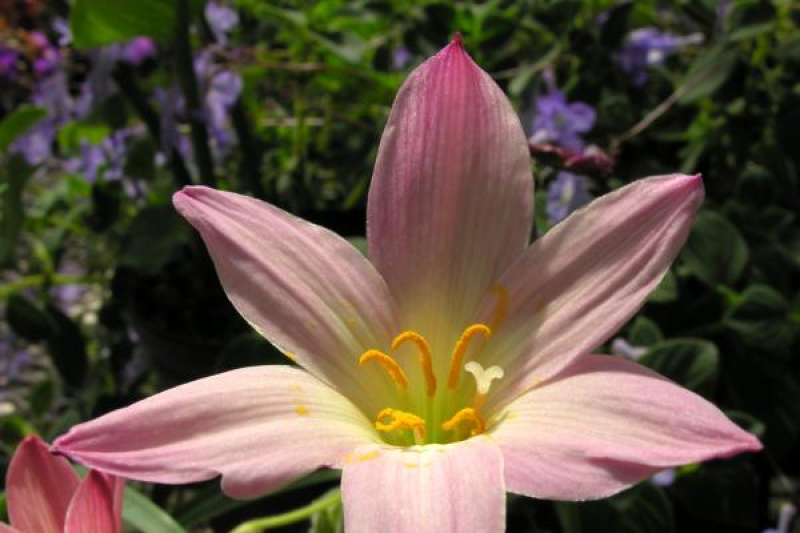 Zephranthes 'Capricorn'