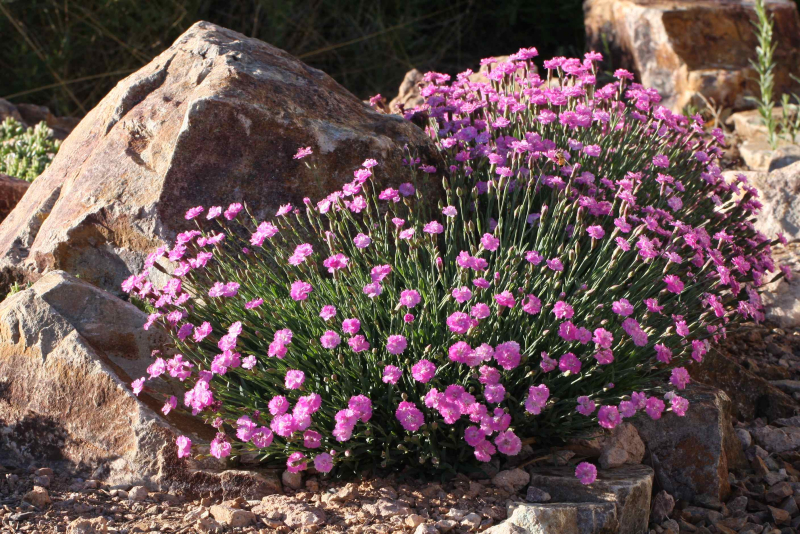 Dianthus ‘Tiny Rubies’ Dianthus ‘Tiny Rubies’