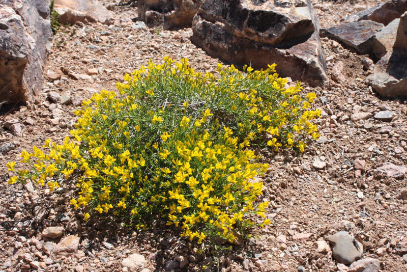 Genista lydia Genista lydia