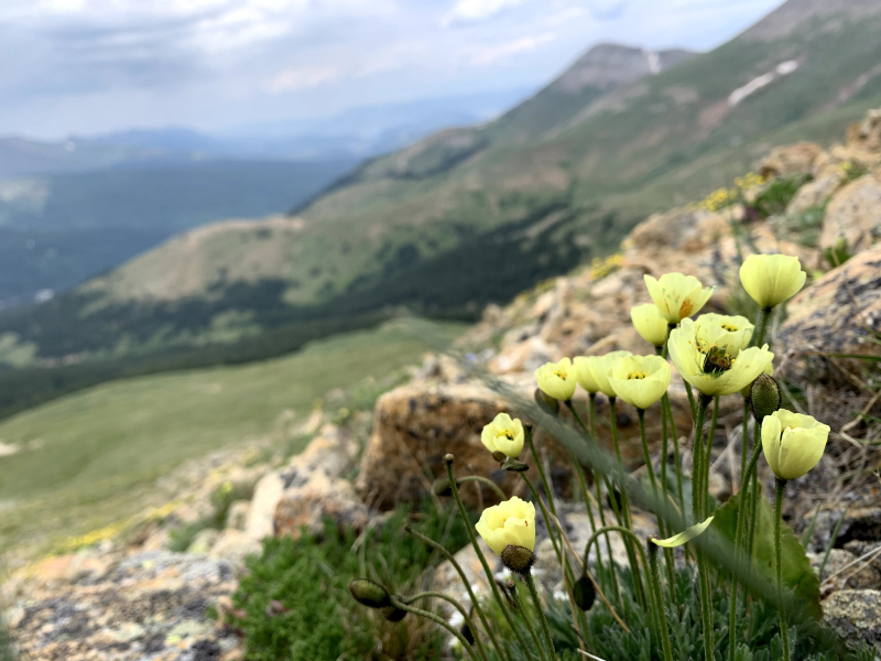 PPapaver radicatum subsp. kluanense, the only native poppy in the state of Colorado PPapaver radicatum subsp. kluanense, the only native poppy in the state of Colorado