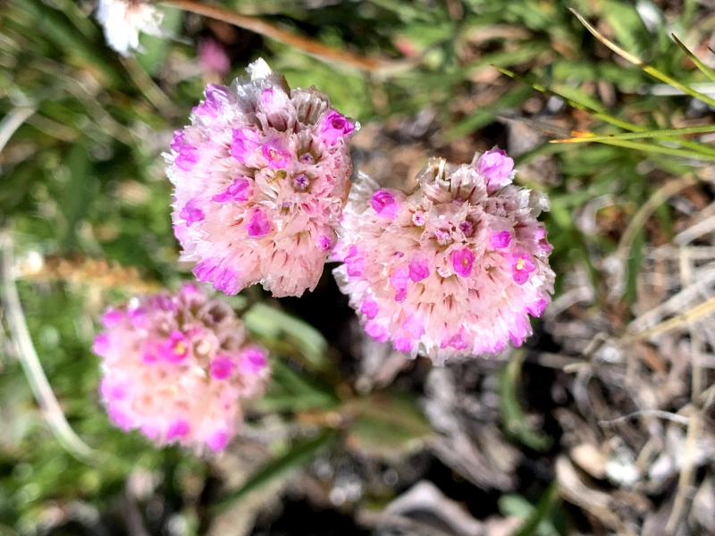 Sea-Pink (Armeria maritima subsp. sibirica), Sea-Pink (Armeria maritima subsp. sibirica),