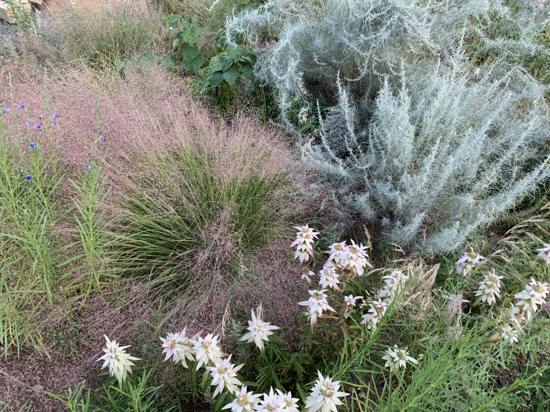 Muhlenbergia reverchonii ‘Undaunted’ and Artemisia filifolia with a speckling of Monarda punctata and Salvia reptans ‘Autumn Sapphire’ Muhlenbergia reverchonii ‘Undaunted’ and Artemisia filifolia with a speckling of Monarda punctata and Salvia reptans ‘Autumn Sapphire’