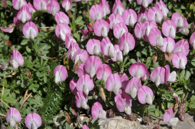 Ononis cristata Ononis cristata