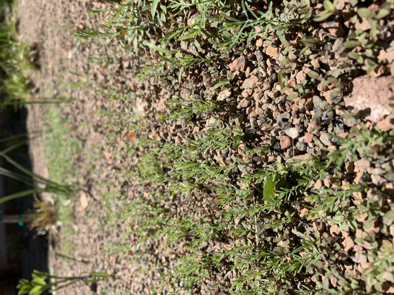 Seedling emergence May, 2021 Seedling emergence May, 2021