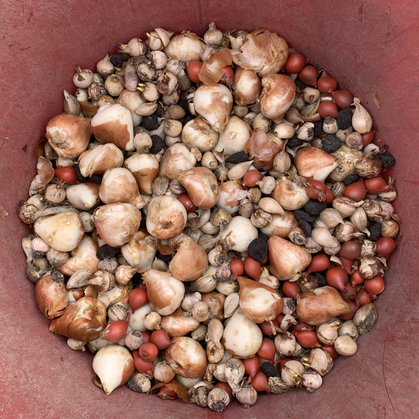 The bulb mix The bulb mix