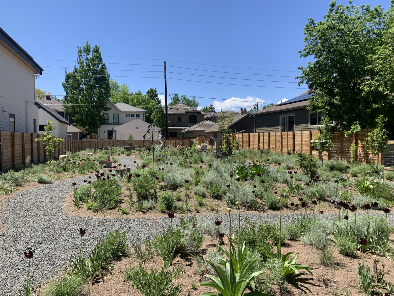 Tulipa ‘Black Parrot’ was planted across the property to provide unity Tulipa ‘Black Parrot’ was planted across the property to provide unity