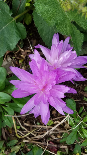 Colchicum ‘Waterlily’ Colchicum ‘Waterlily’