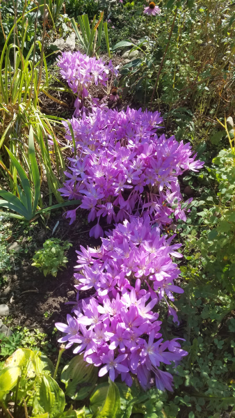 C. autumnale ‘Nancy Lindsay’ C. autumnale ‘Nancy Lindsay’