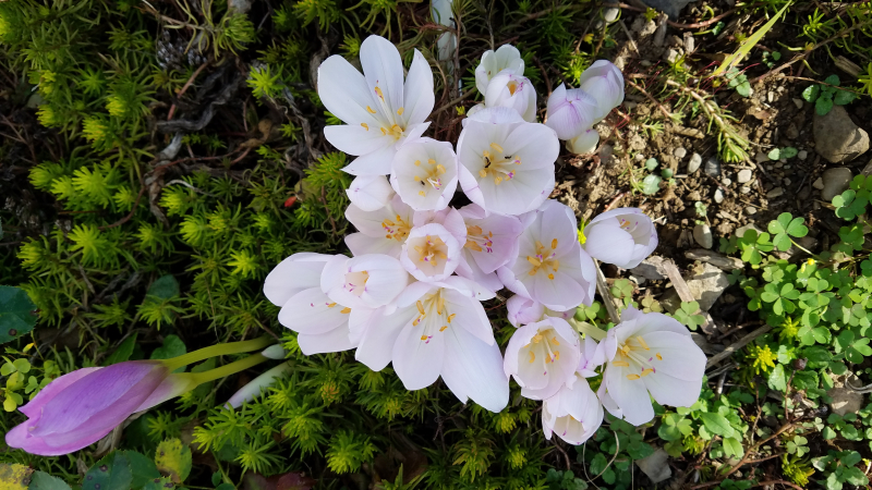 C. x byzantinum ‘Innocence’ C. x byzantinum ‘Innocence’