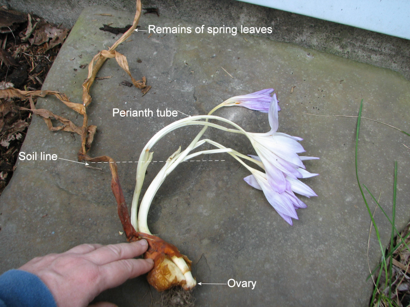 Parts of a colchicum in bloom. Parts of a colchicum in bloom.