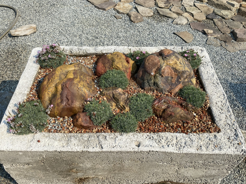 Acantholimon litvinovii with red rocks Acantholimon litvinovii with red rocks