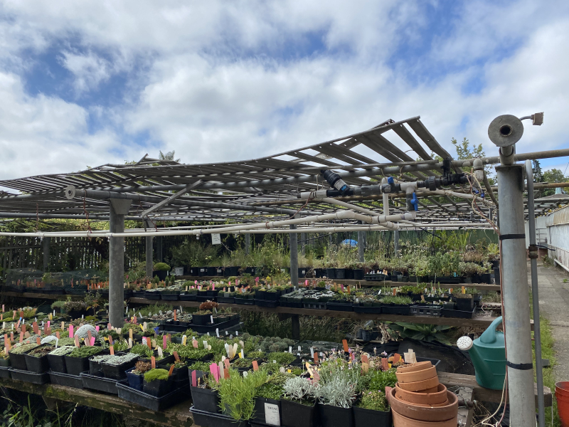 The propagation collection of alpines suited to the Bay Area The propagation collection of alpines suited to the Bay Area