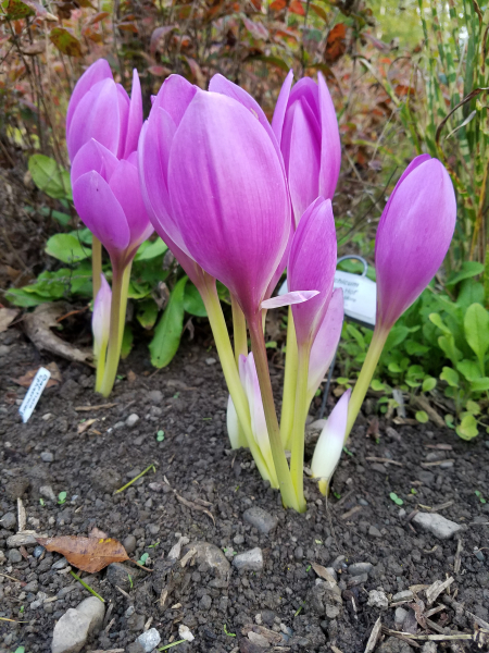 ‘Jochem Hof' ‘Jochem Hof'