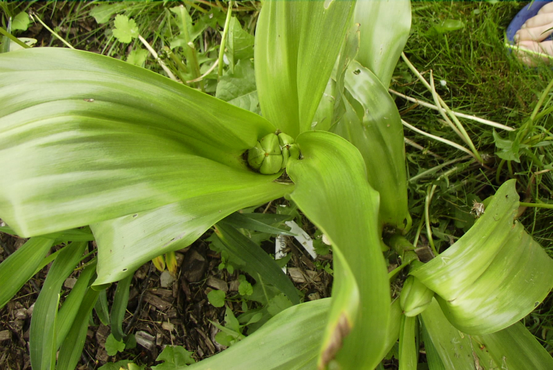 Developing colchicum seed pod Developing colchicum seed pod