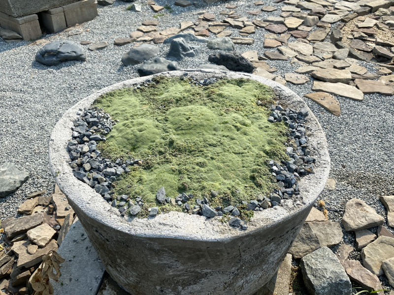 Raoulia lutescens Raoulia lutescens