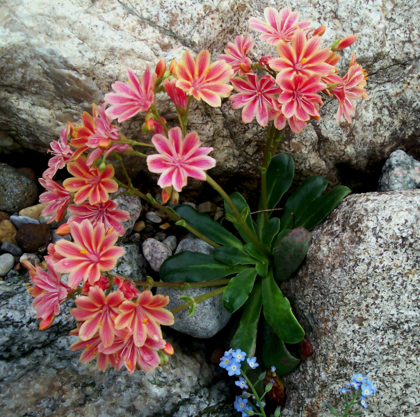 Lewisia cotyledon ‘Regenbogen’ Lewisia cotyledon ‘Regenbogen’