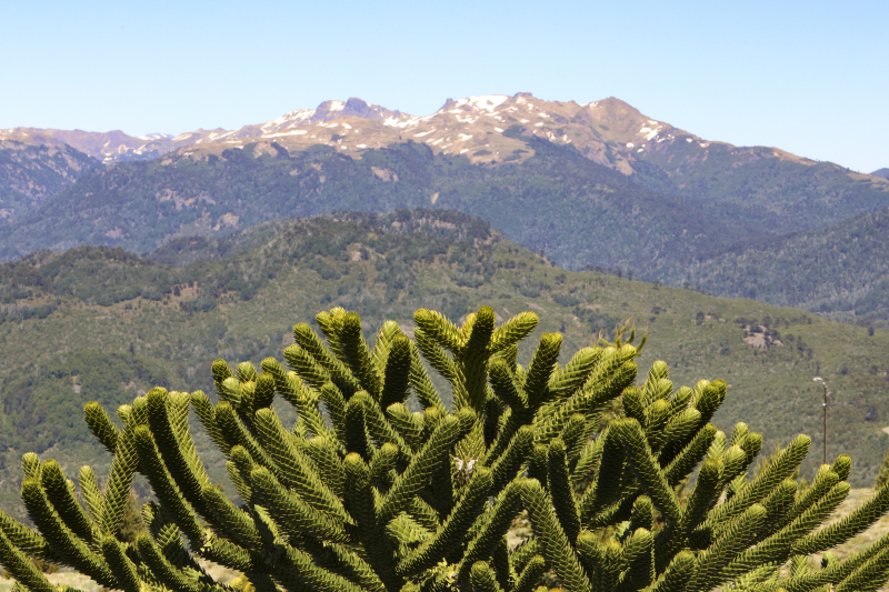 Araucaria araucana Araucaria araucana