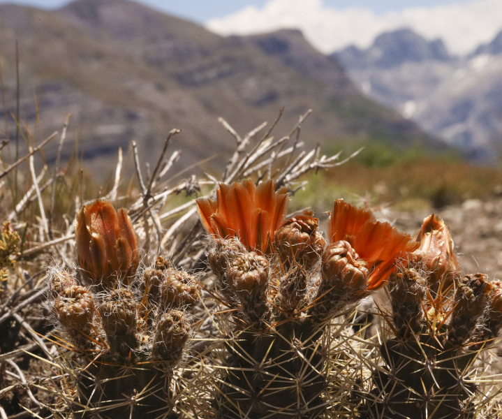 Austrocactus hibernus Austrocactus hibernus