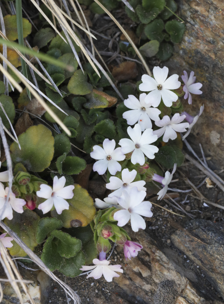 Ourisia fragrans Ourisia fragrans