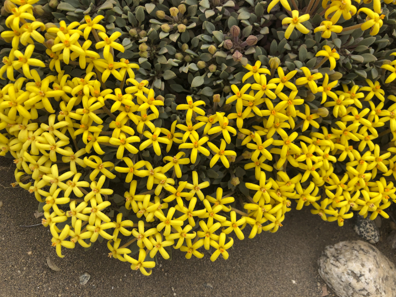 Oreopolus glacialis Oreopolus glacialis