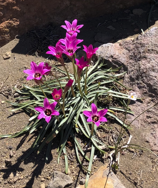 Rhodolirium andicola Rhodolirium andicola