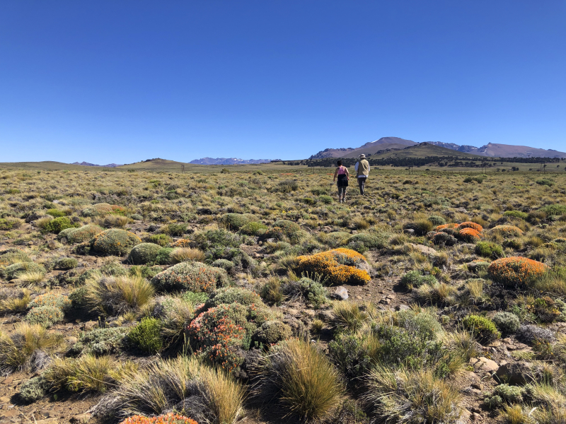 Anarthrophyllum burkartii Anarthrophyllum burkartii