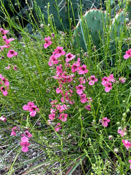 Diascia integerrima Diascia integerrima