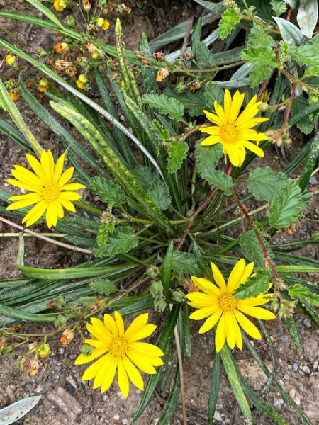 Gazania linearis Gazania linearis