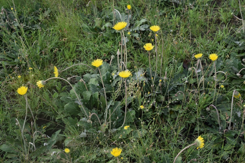 Haplocarpha scaposa Haplocarpha scaposa