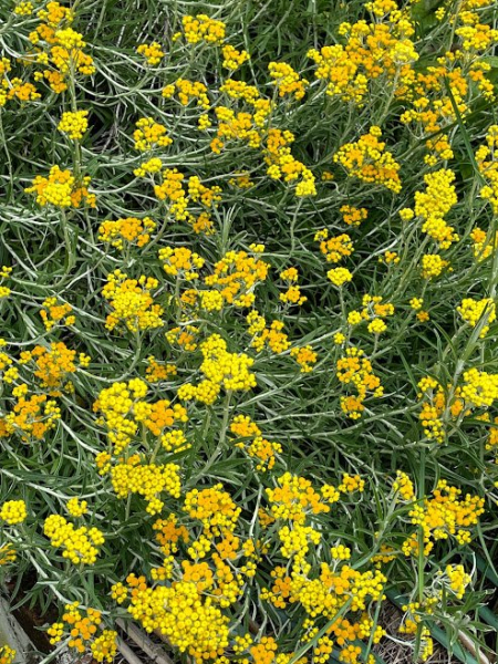 Helichrysum splendidum Helichrysum splendidum